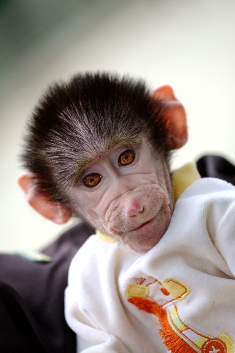 Silvery Marmoset животное
