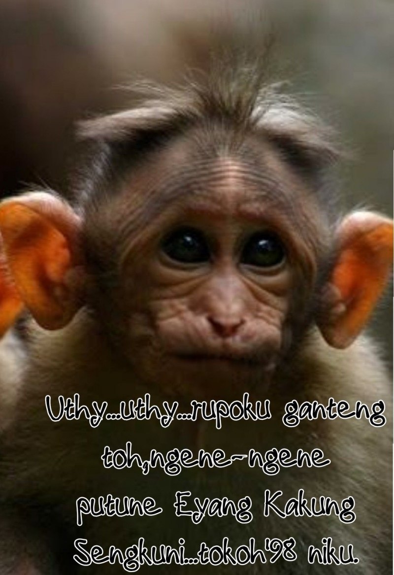 Забавные обезьянки