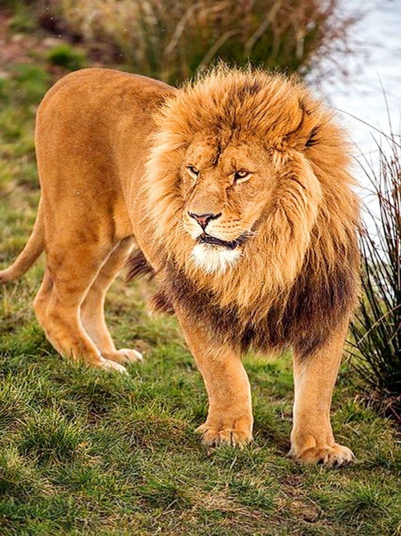 Lion Сенегальский Лев