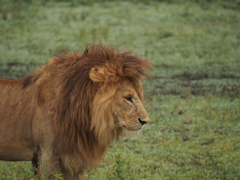 Североамериканский Лев (Panthera Leo Atrox)