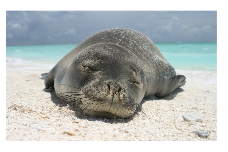 Monk Seal Гавайи