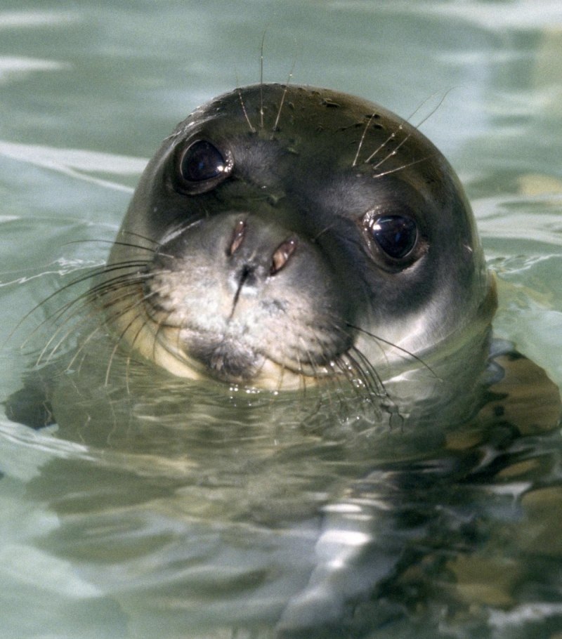 Mediterranean Monk Seal