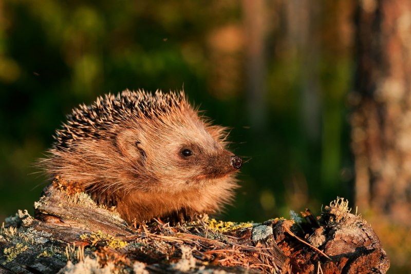 Erinaceus europaeus (Western European Hedgehog)