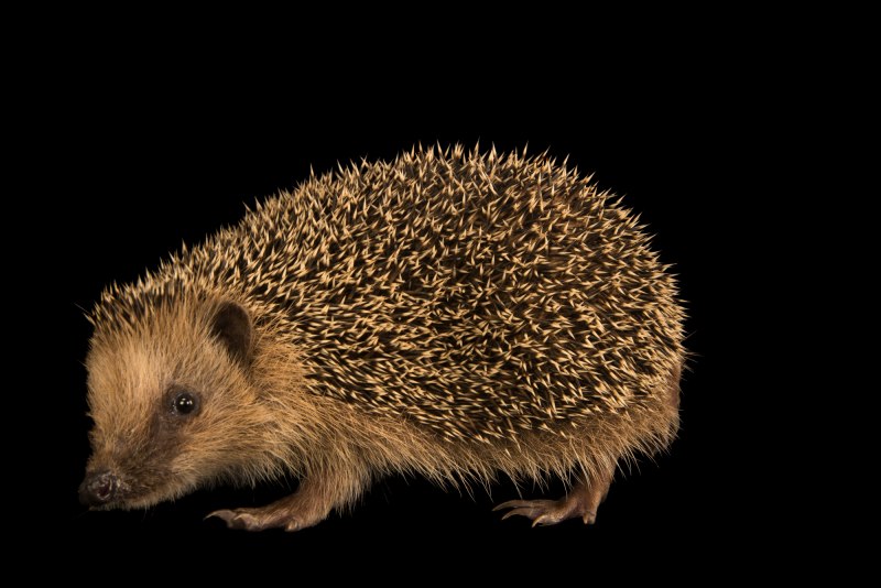 Южный ёж(Erinaceus concolor)