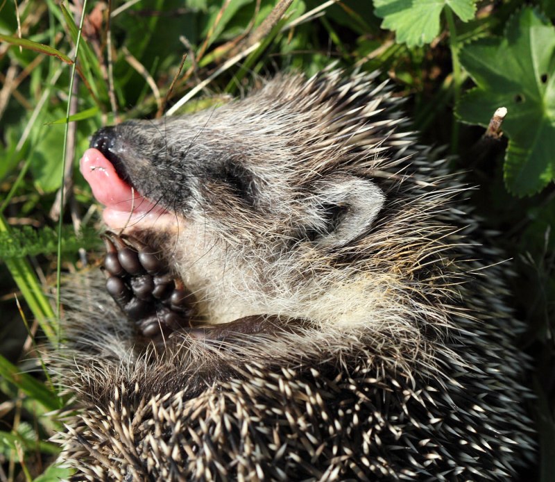 Erinaceus europaeus