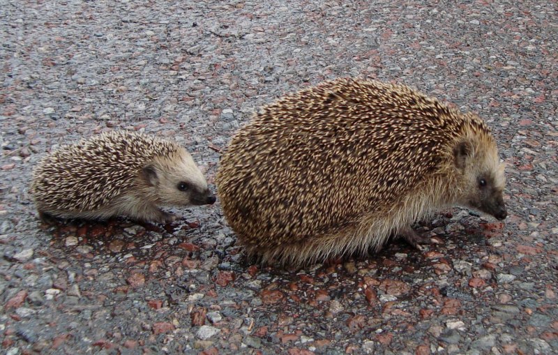 Erinaceus europaeus