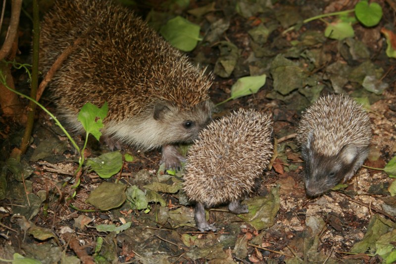 Следы Erinaceus europaeus