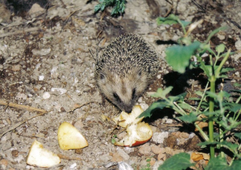 Африканский ёж (Atelerix albiventris)