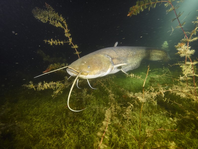 Silurus GLANIS
