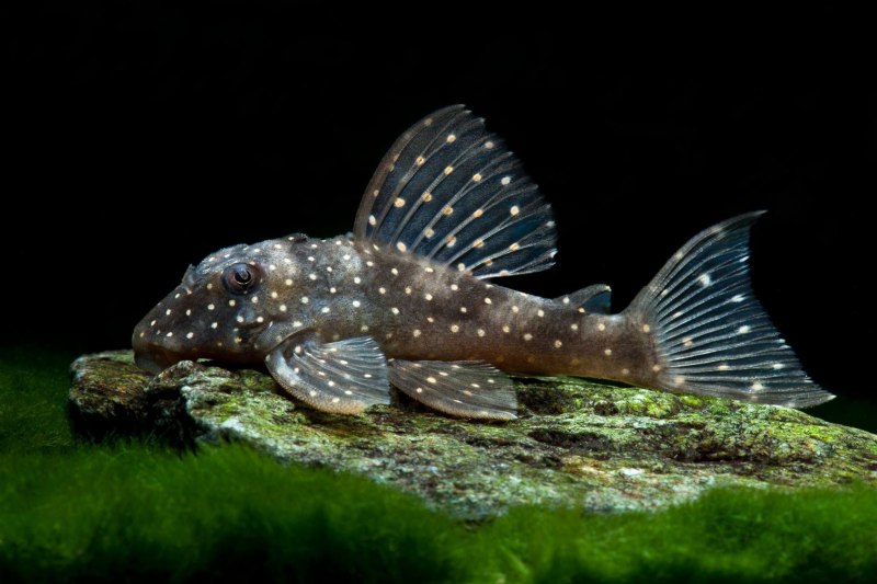 L-028(Hypancistrus SP.)