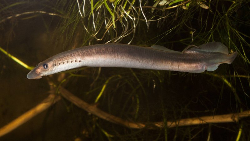 Речная минога Lampetra fluviatilis