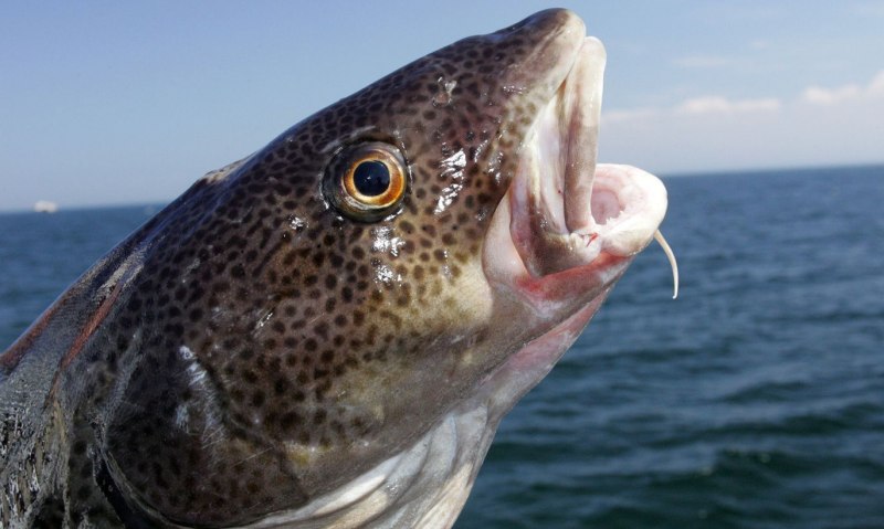 Морская собака Охотское море