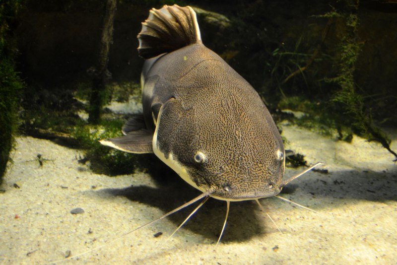 Карликовый сомик амиур