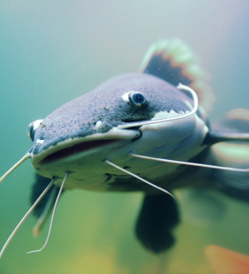 Catfish рыба