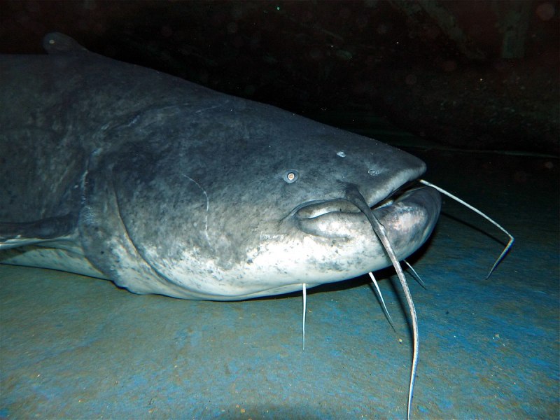 Европейский сом Silurus GLANIS