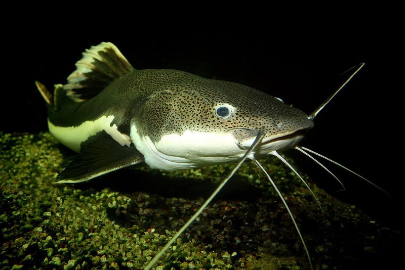 Сом Солдатова Soldatov Catfish