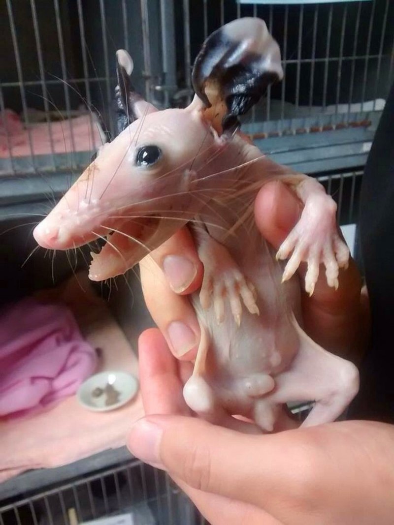 Смешные животные
