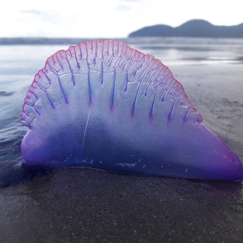 Bluebottles медуза
