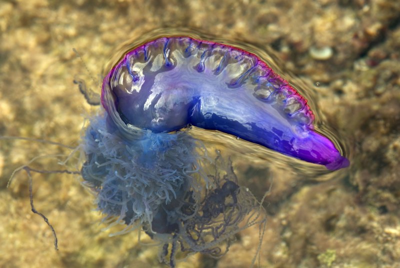 Man of War медуза