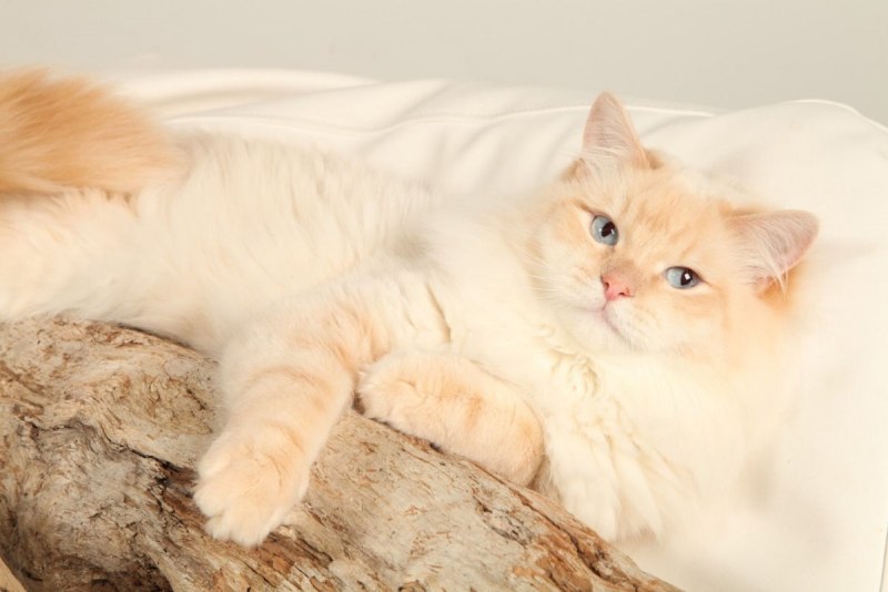 Персиковый шотландский кот прямоухий
