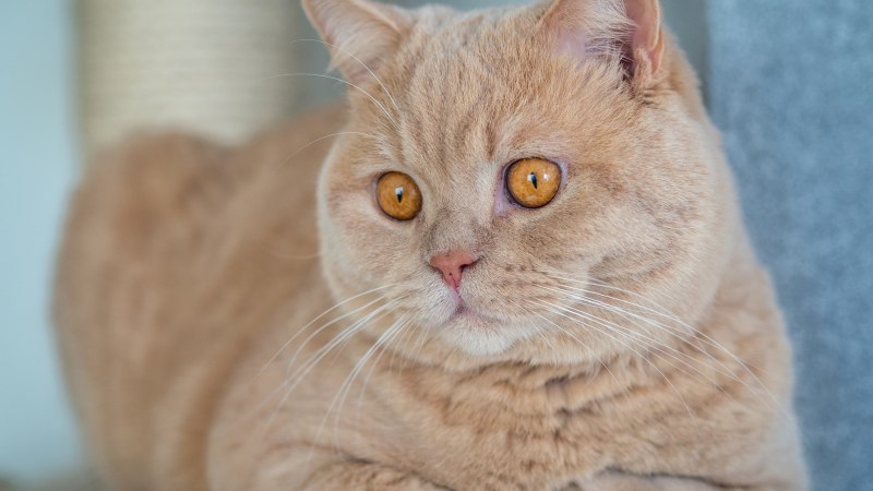 Котята Эстетика