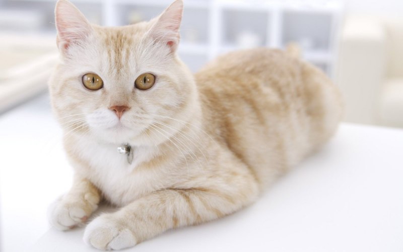 Норвежская Лесная кошка рыжая