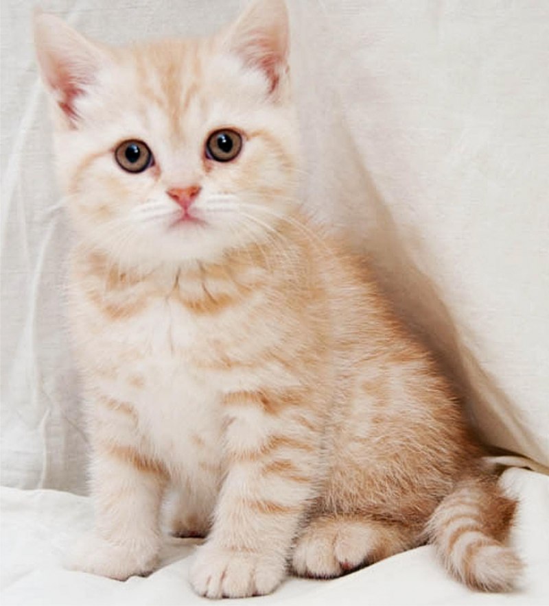 Кремовая кошка