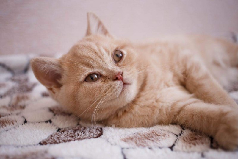 Рыжий котёнок