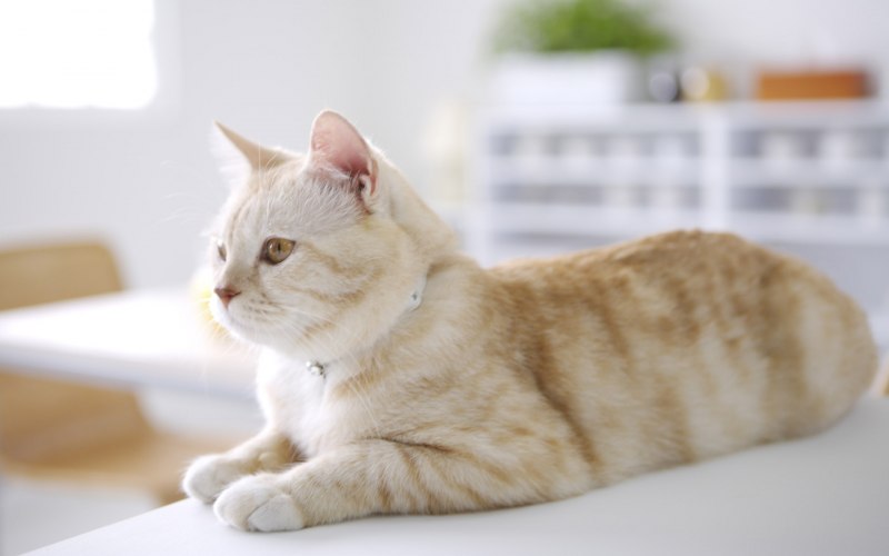 Британский короткошерстный кот рыжий