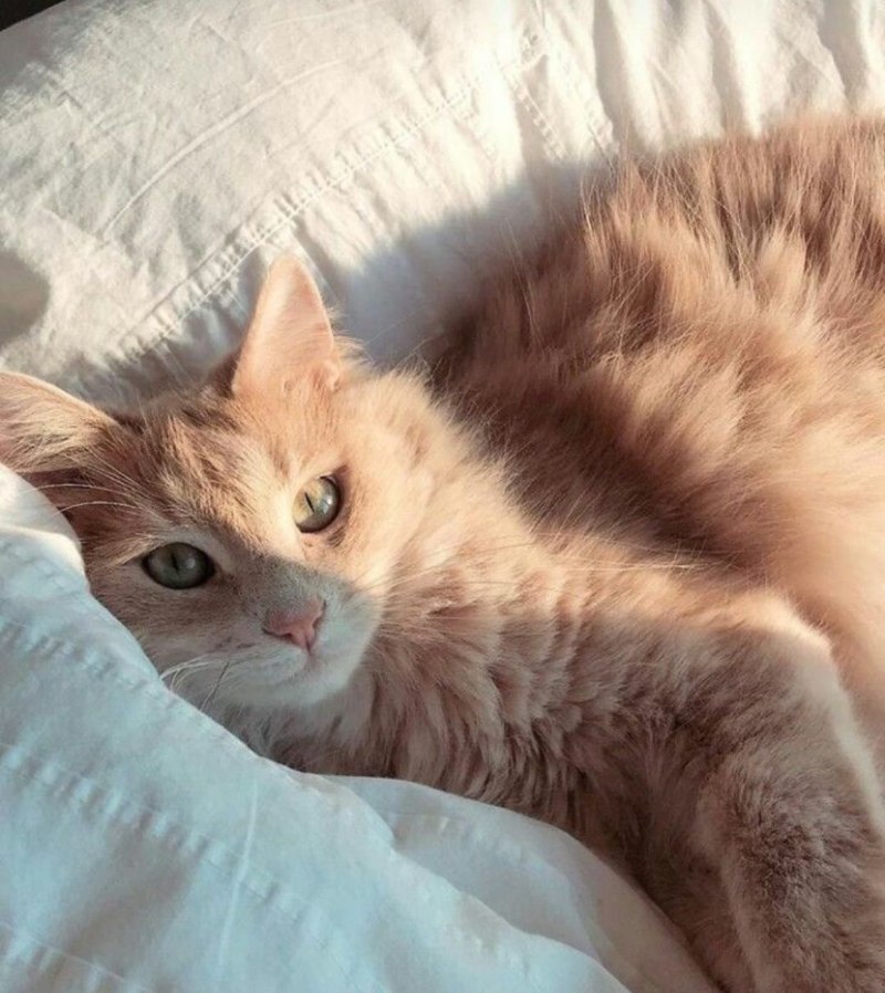 Котенок бежевый растопырился