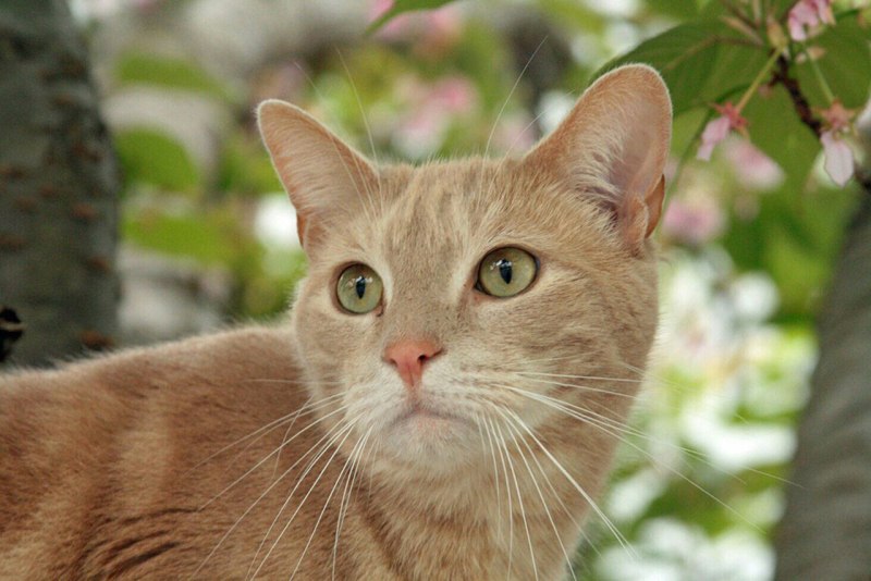 Британская короткошерстная кошка кот