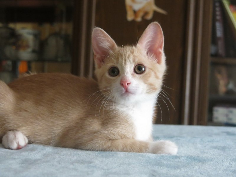 Котята Эстетика