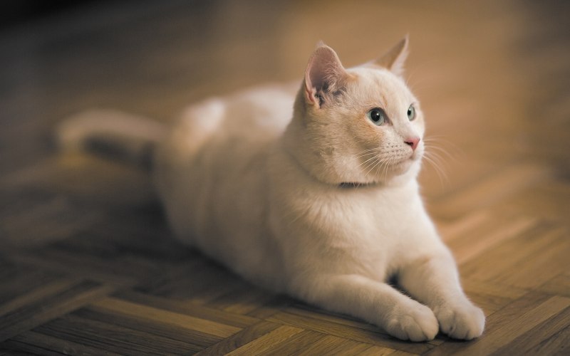 Бежевая Эстетика кот