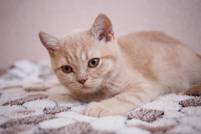 Британский кот персиковый