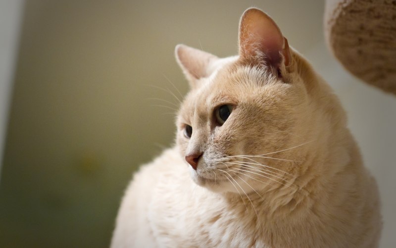 Персиковый британец котенок