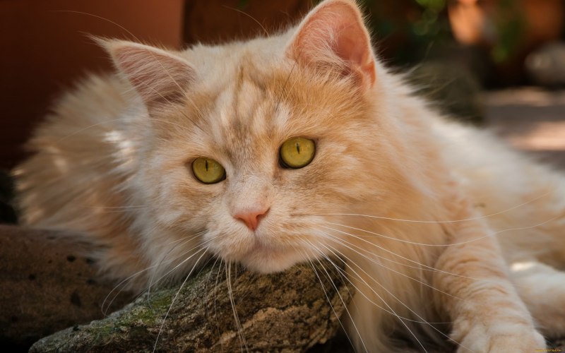 Кот британский гладкошерстный палевый
