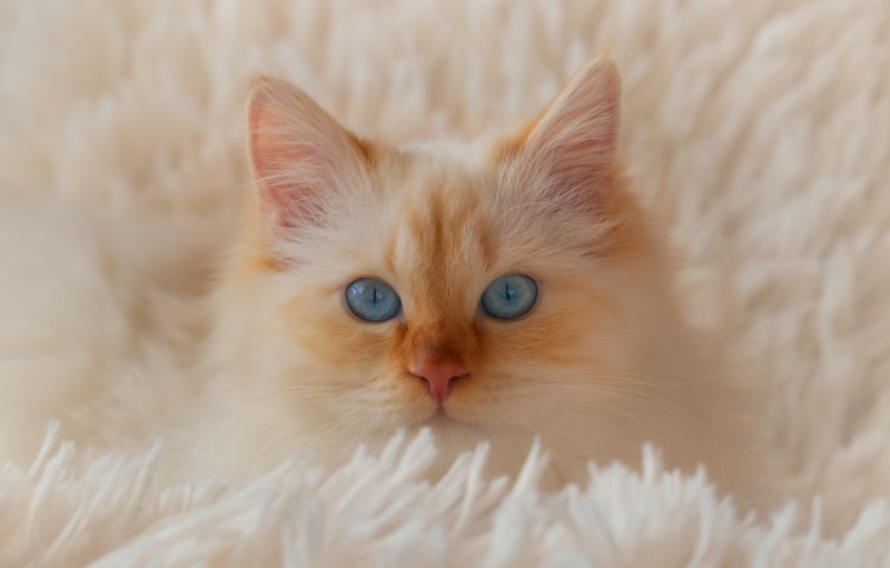 Бурмилла рыжая котята