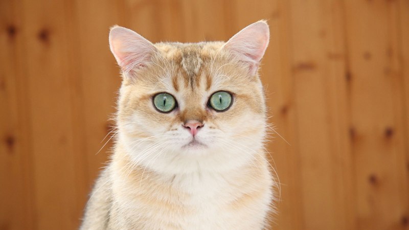 Кошка Никун