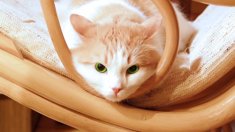 Сибирская кошка палевая
