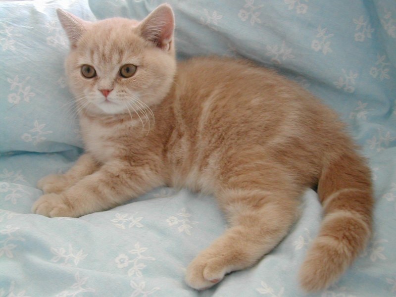 Британская короткошёрстная кошка рыжая