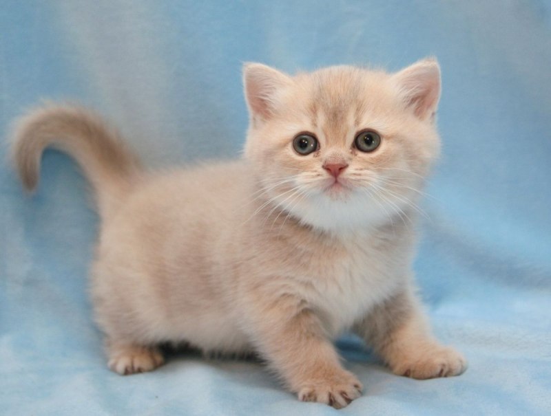 Палевая кошка