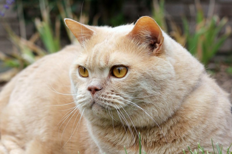 Светлая кошка