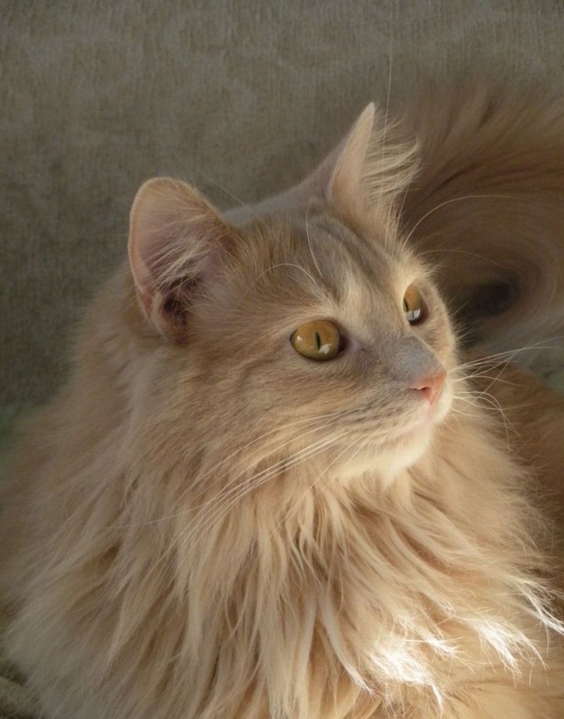 Шотландская вислоухая кошка