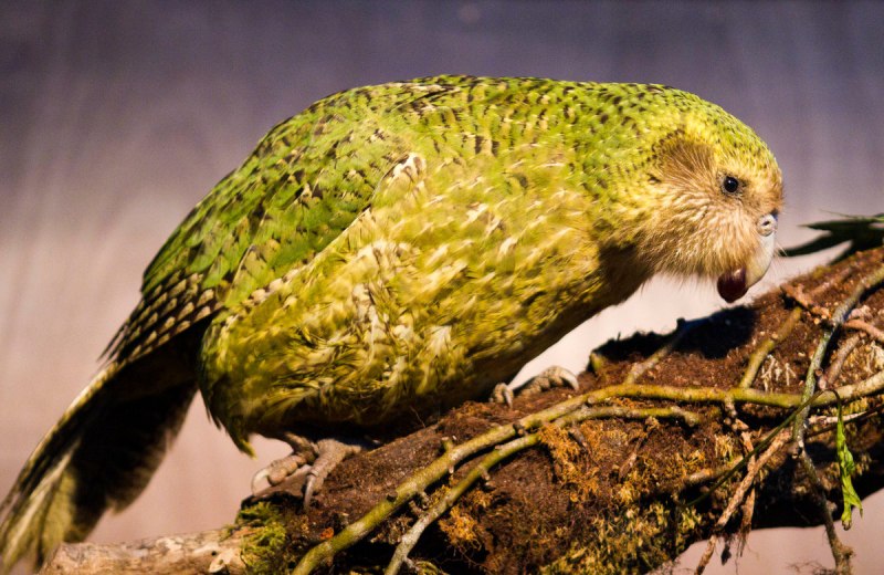 Новозеландский совиный попугай (52 фото)