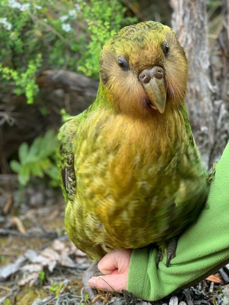 Какапо куст