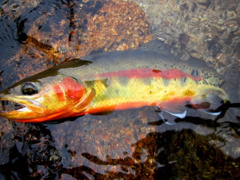 Golden Trout