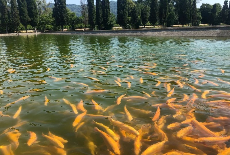 Морская форель кумжа