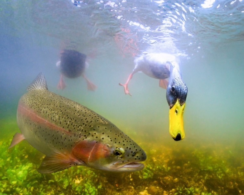 Giant Rainbow Trout