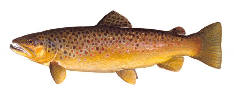 Salmo Salar рыба