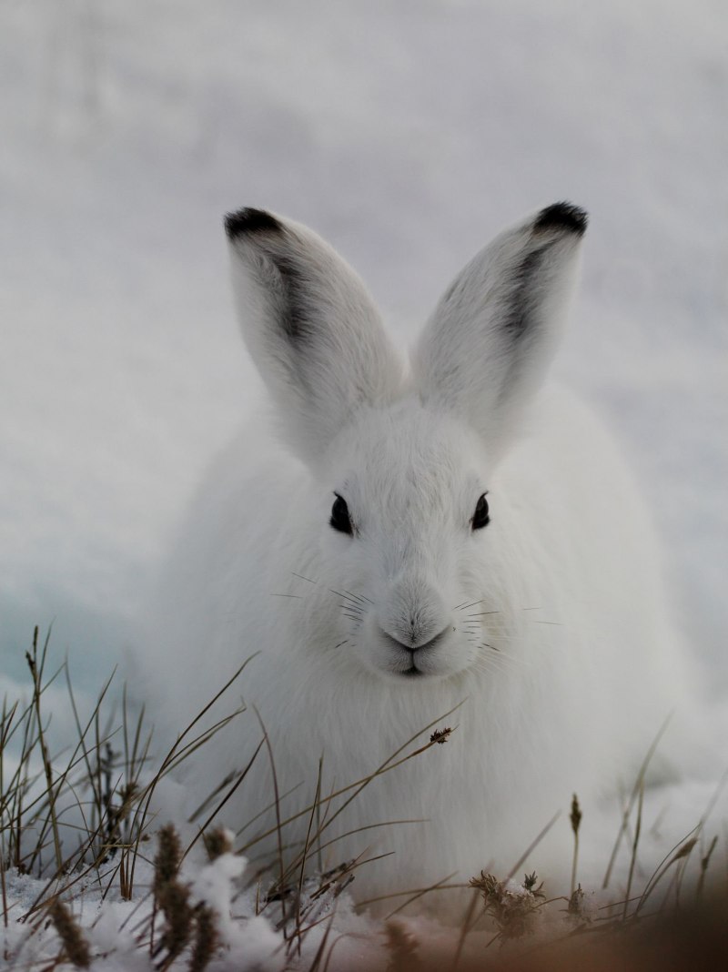 Заяц-Беляк Lepus timidus